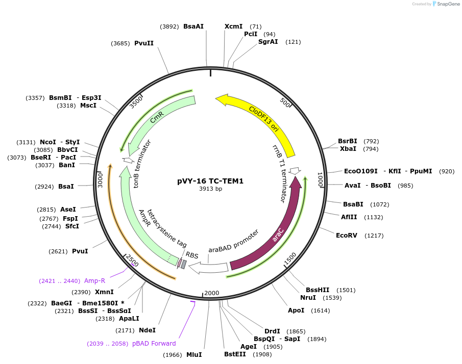 194630-plasmid-map-sequence-id-382963
