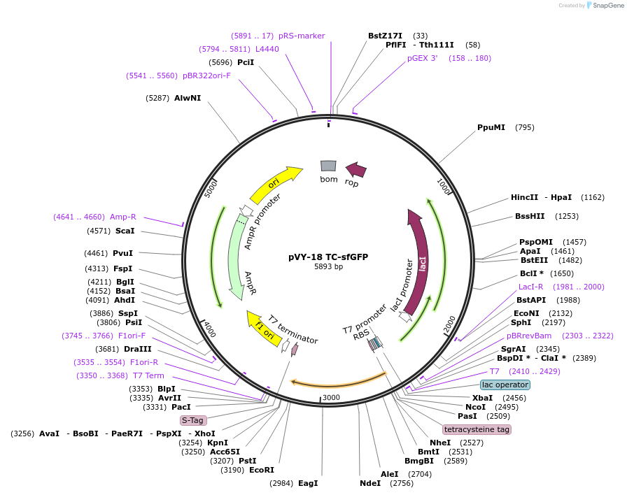 194632-plasmid-map-sequence-id-382964