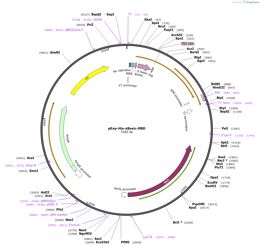 194999-plasmid-map-sequence-id-382967