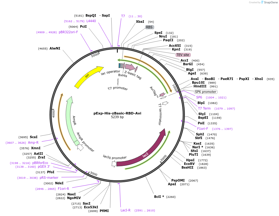 195000-plasmid-map-sequence-id-382968