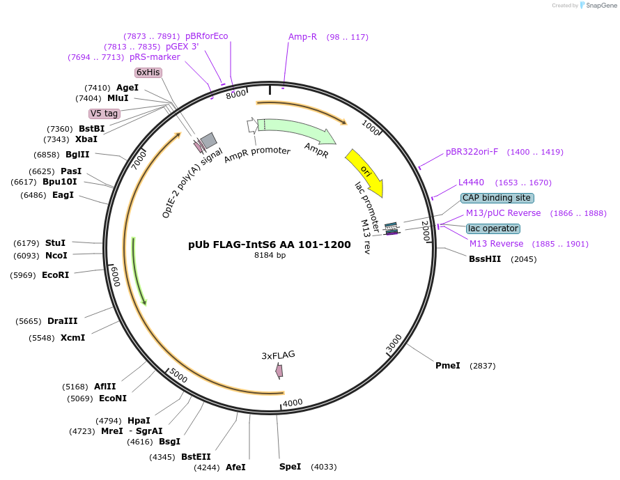 195075-plasmid-map-sequence-id-382971
