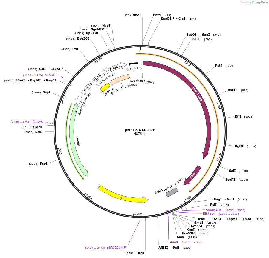 194455-plasmid-map-sequence-id-382975
