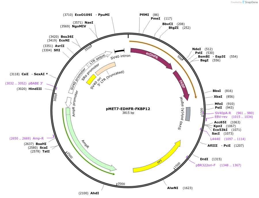194454-plasmid-map-sequence-id-382978