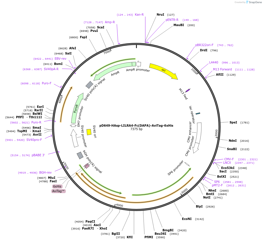 156851-plasmid-map-sequence-id-382982