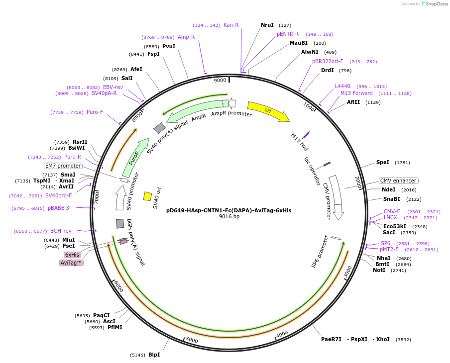 157012-plasmid-map-sequence-id-382987