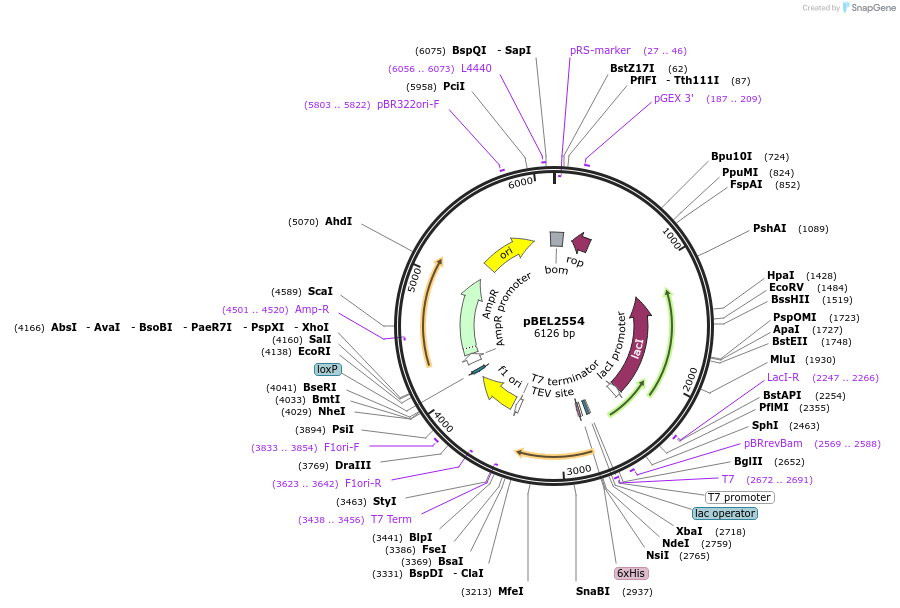 195672-plasmid-map-sequence-id-382998