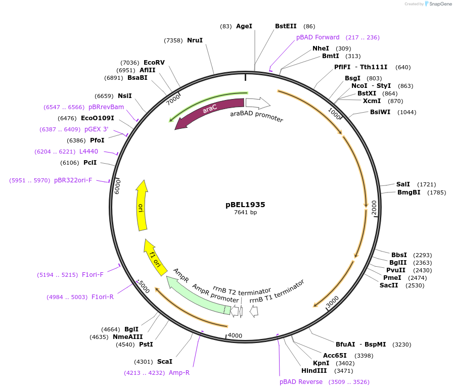 195693-plasmid-map-sequence-id-383001