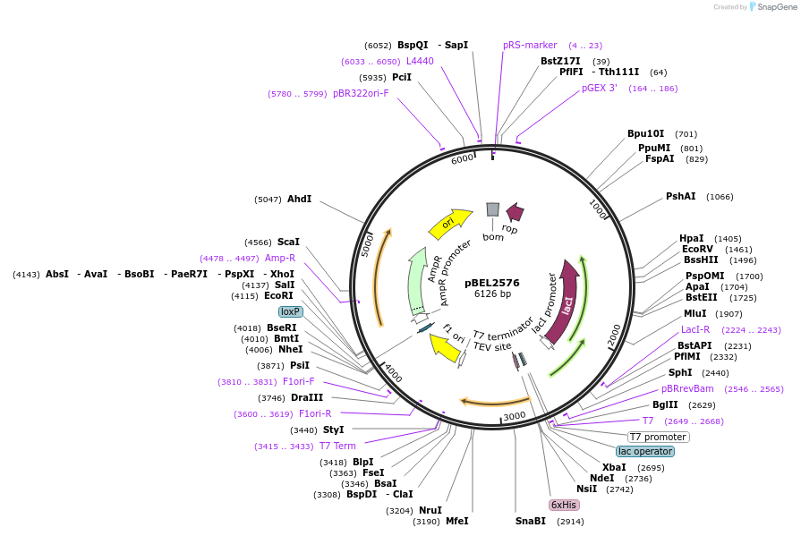195686-plasmid-map-sequence-id-383003