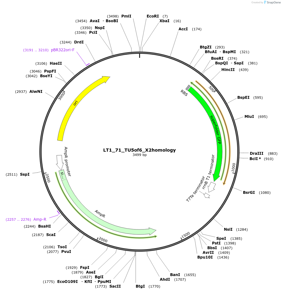 194413-plasmid-map-sequence-id-383010