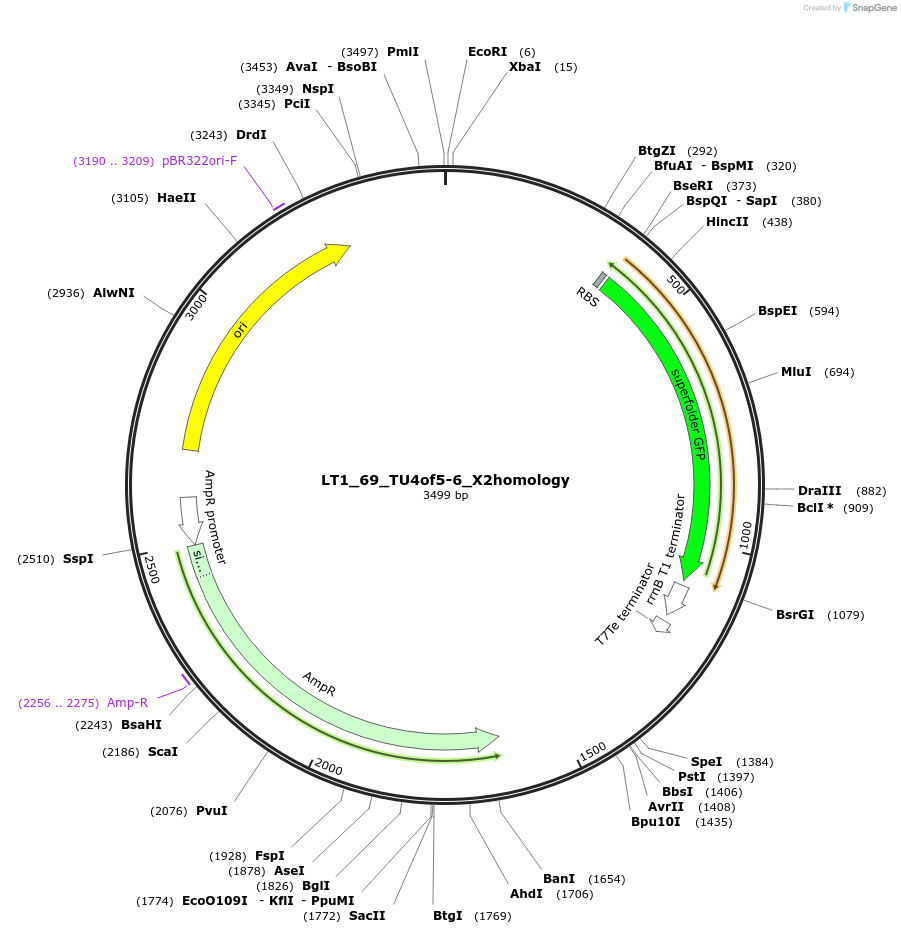 194411-plasmid-map-sequence-id-383070