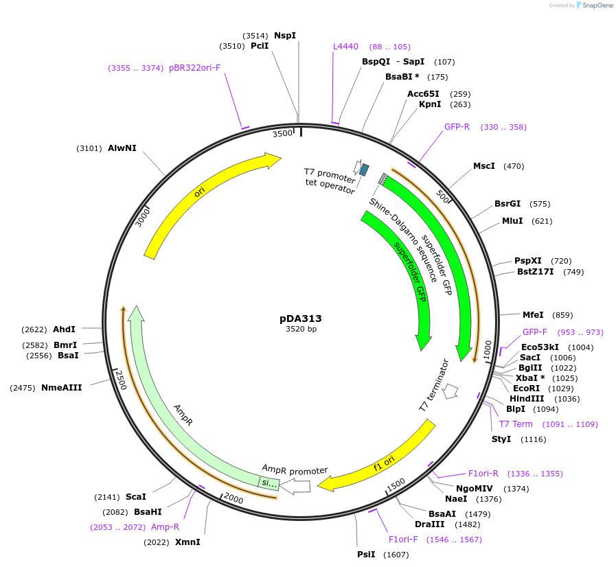 195214-plasmid-map-sequence-id-383080