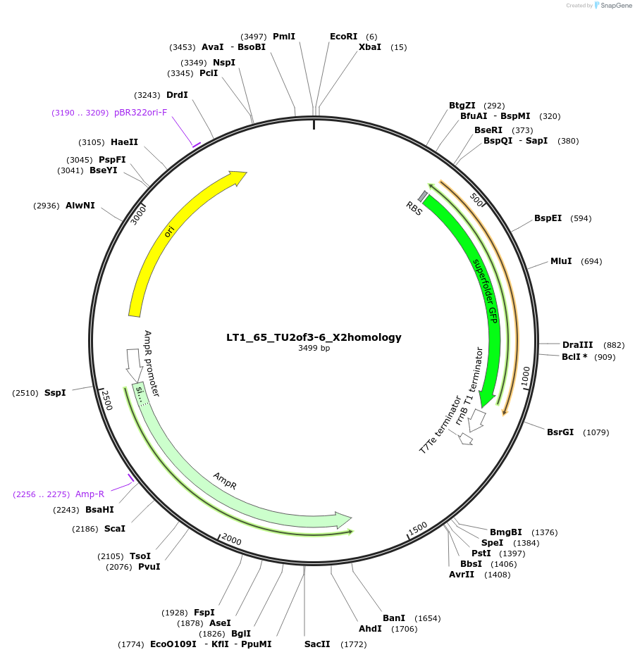 194407-plasmid-map-sequence-id-383083