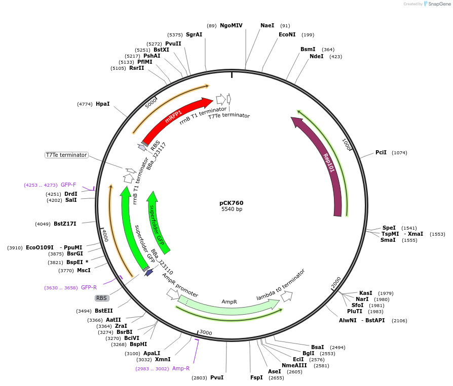 192643-plasmid-map-sequence-id-383089