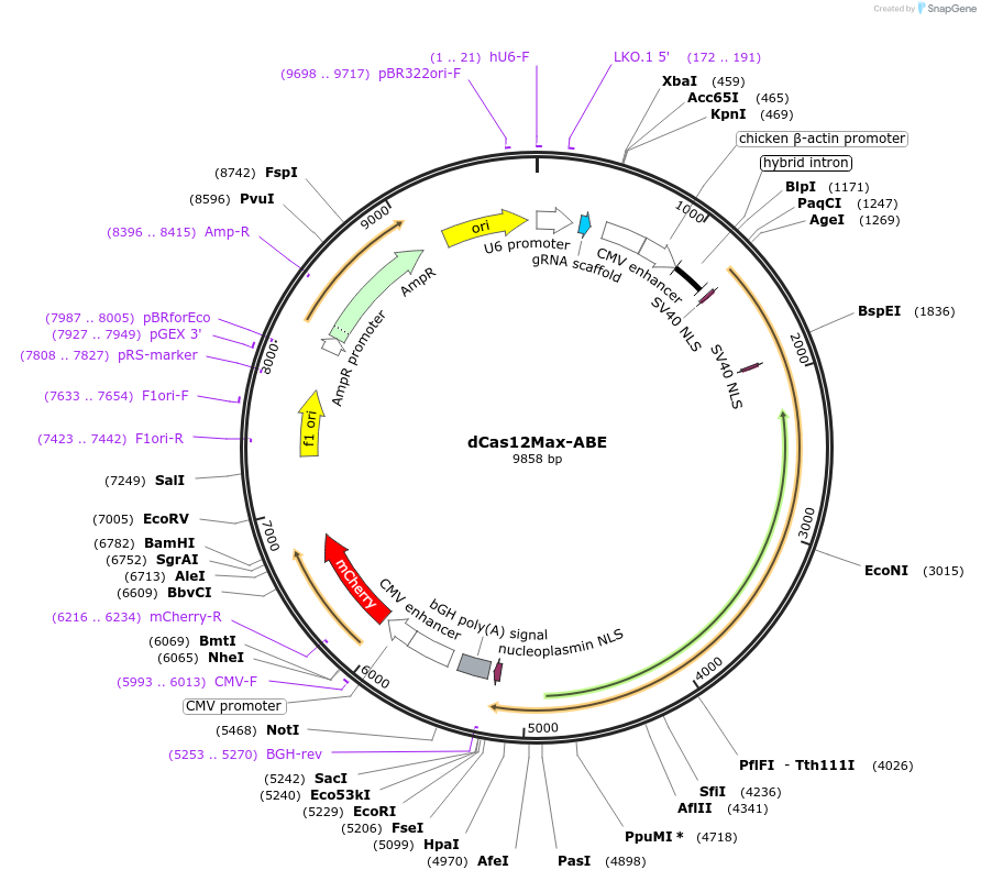 195335-plasmid-map-sequence-id-383124