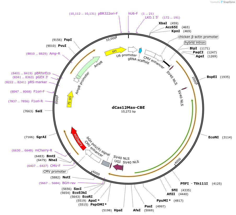 195337-plasmid-map-sequence-id-383131