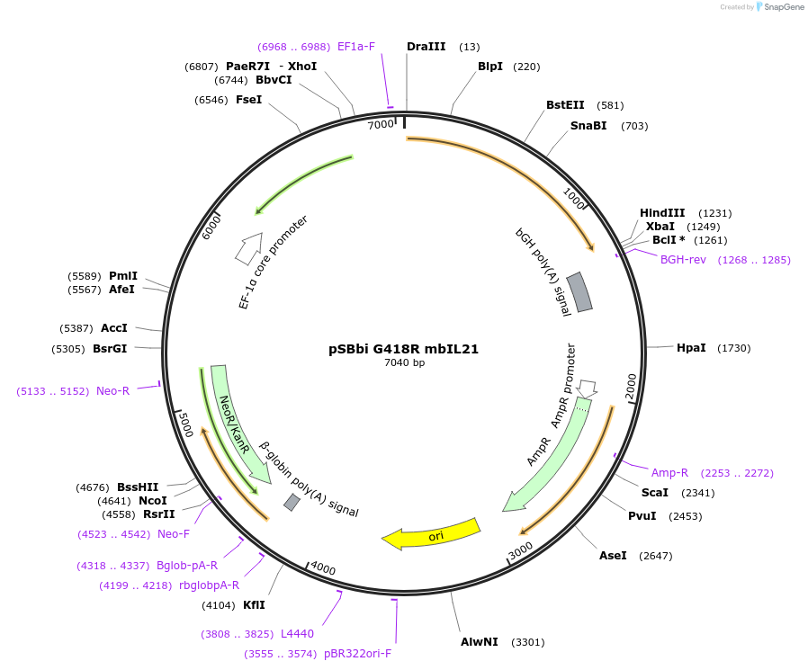 194329-plasmid-map-sequence-id-383136