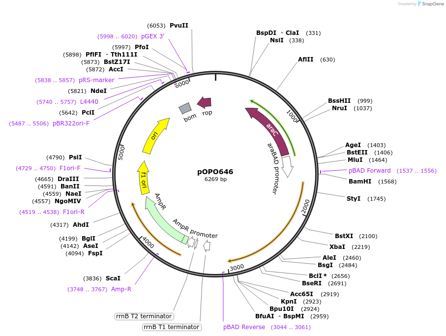 195307-plasmid-map-sequence-id-383139