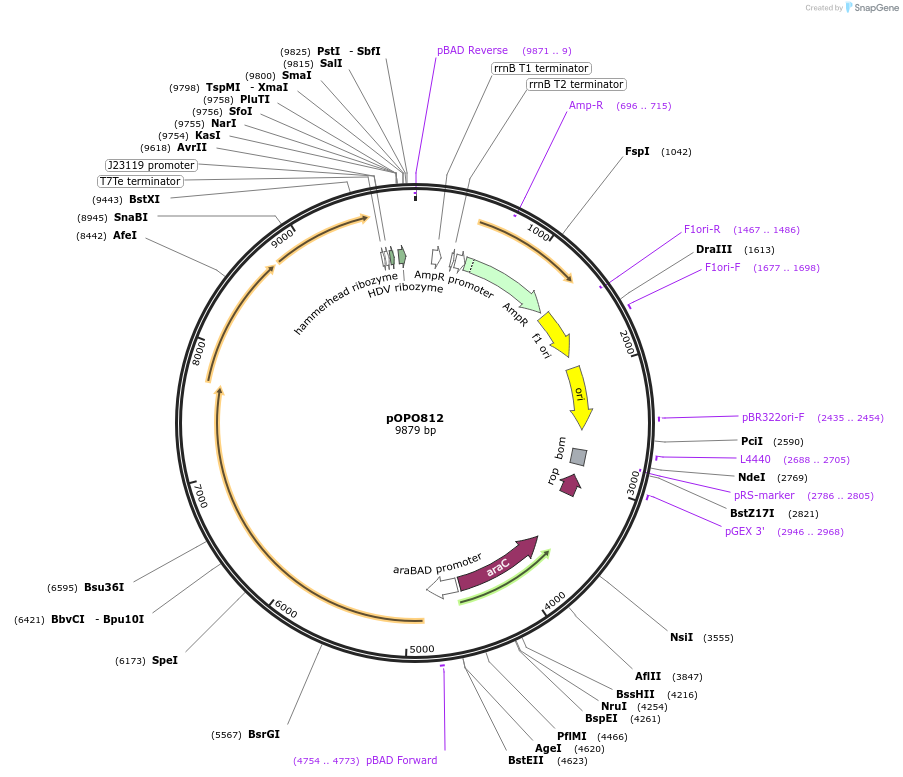 195306-plasmid-map-sequence-id-383143