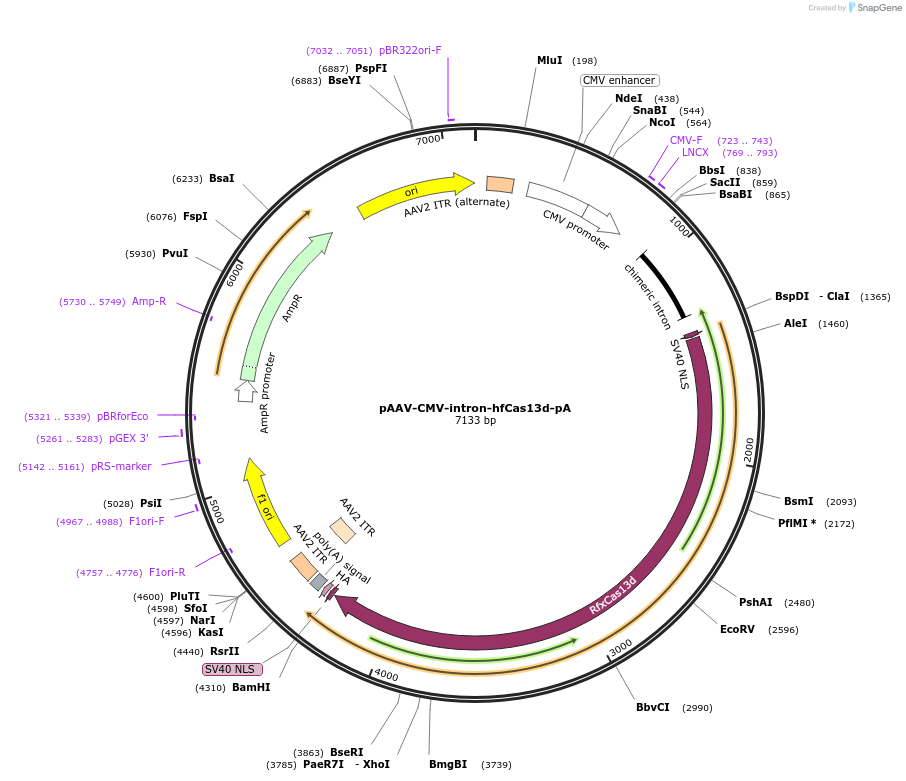 195864-plasmid-map-sequence-id-383151