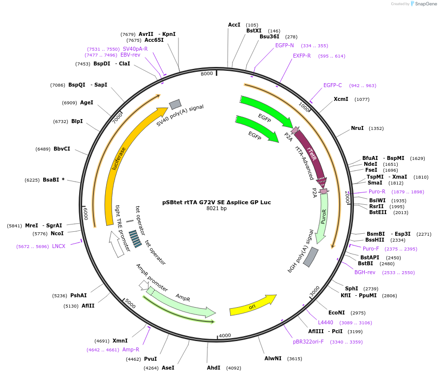 194328-plasmid-map-sequence-id-383152