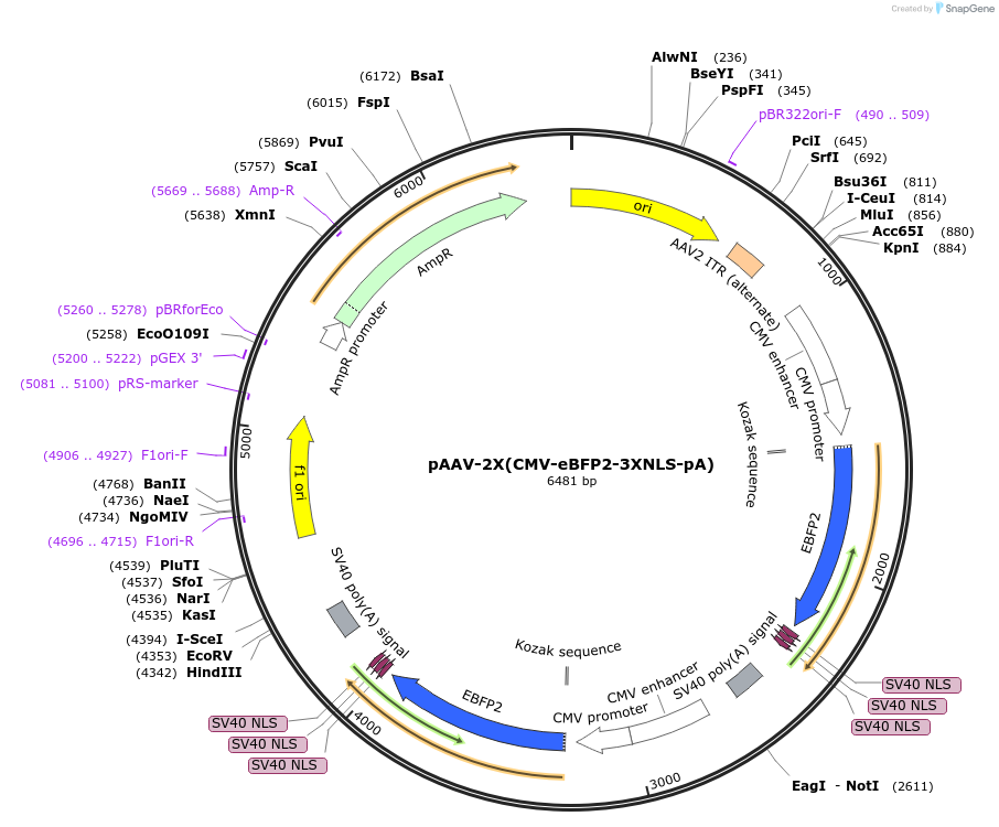 195867-plasmid-map-sequence-id-383153