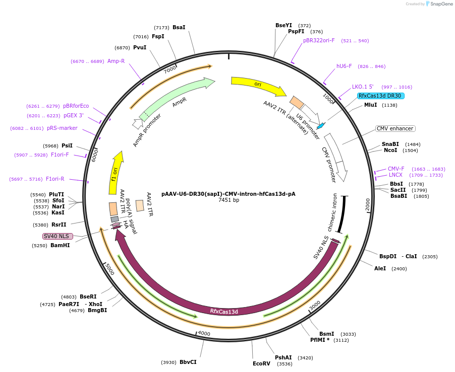 195865-plasmid-map-sequence-id-383155