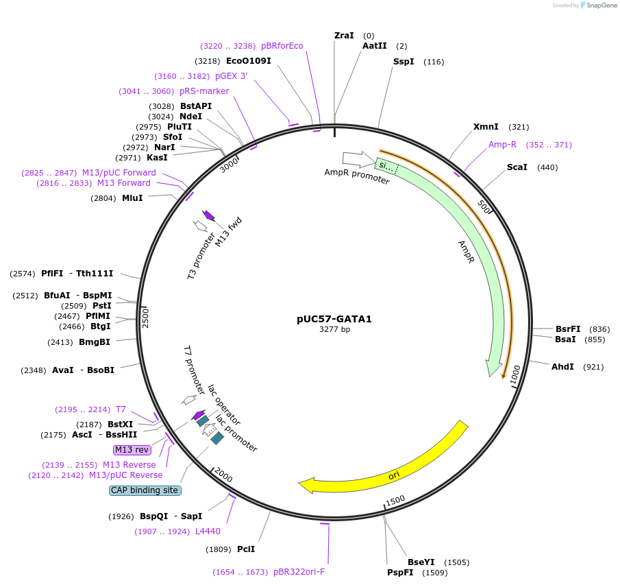 194436-plasmid-map-sequence-id-383162