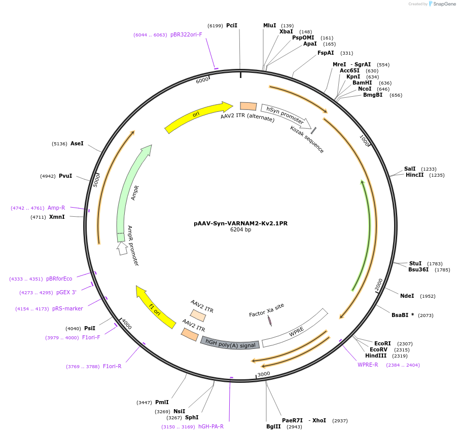 195524-plasmid-map-sequence-id-383166