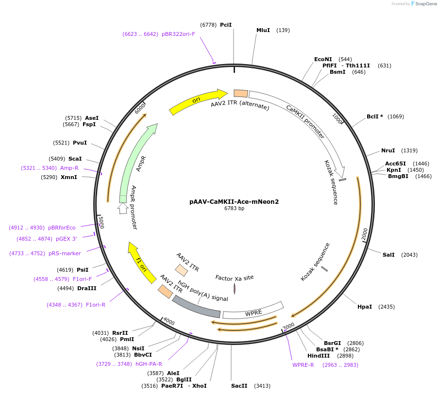 195526-plasmid-map-sequence-id-383169