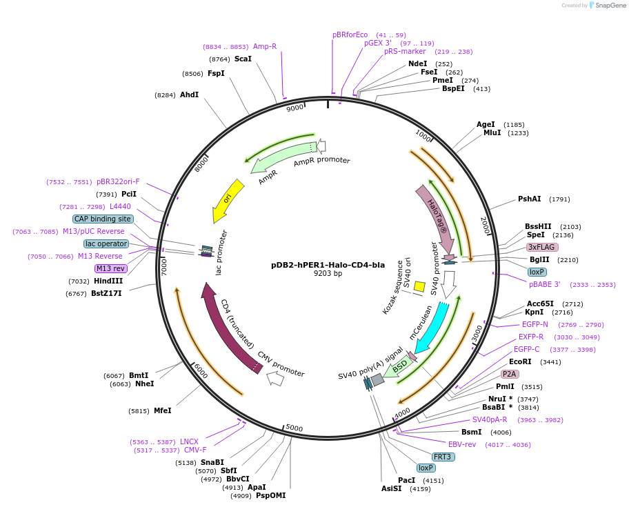 189982-plasmid-map-sequence-id-383199