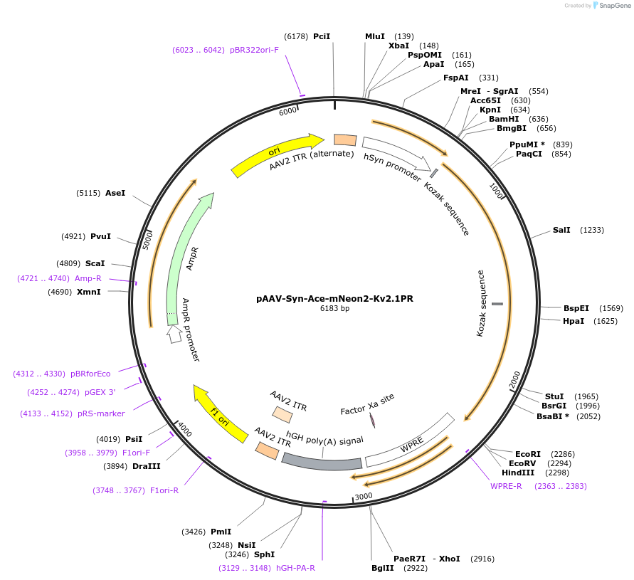 195522-plasmid-map-sequence-id-383210