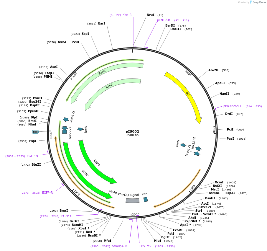 194013-plasmid-map-sequence-id-383217