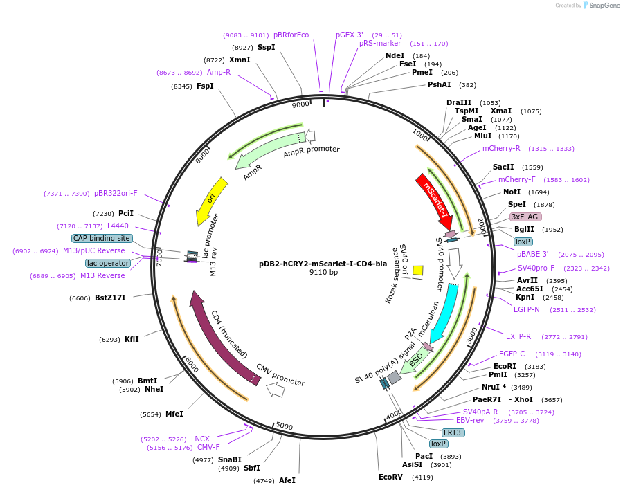 189984-plasmid-map-sequence-id-383218
