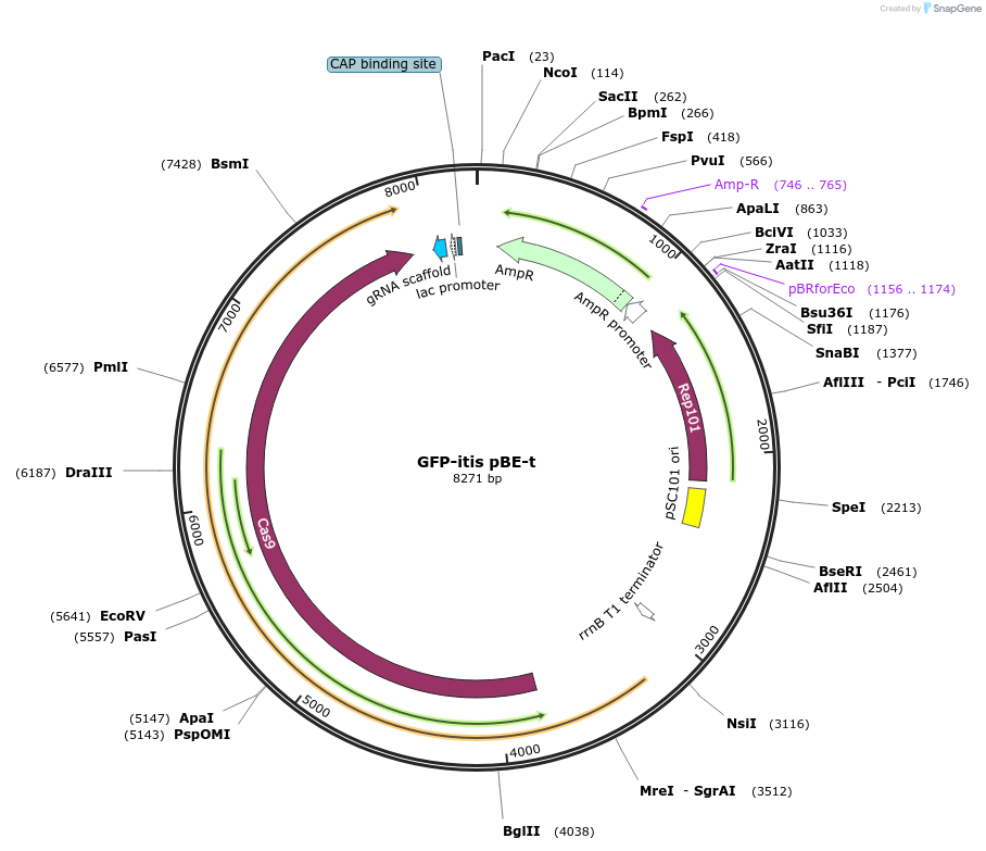 195342-plasmid-map-sequence-id-383223