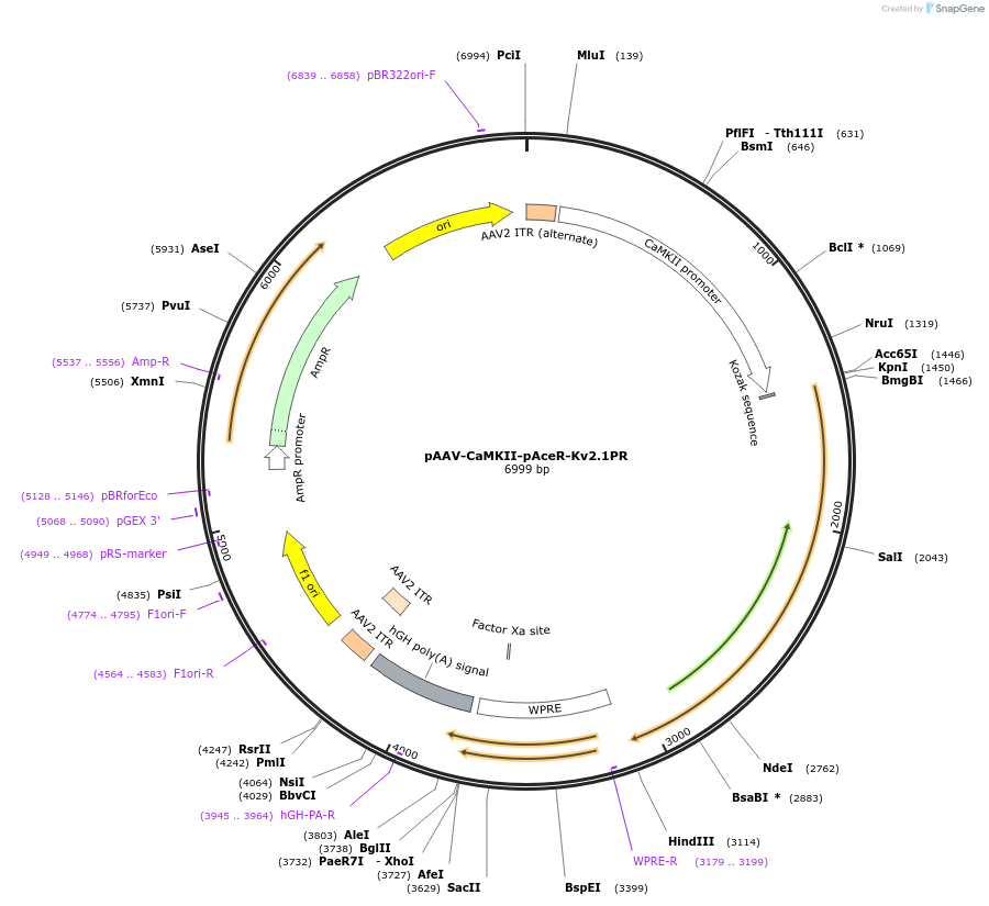 195531-plasmid-map-sequence-id-383233