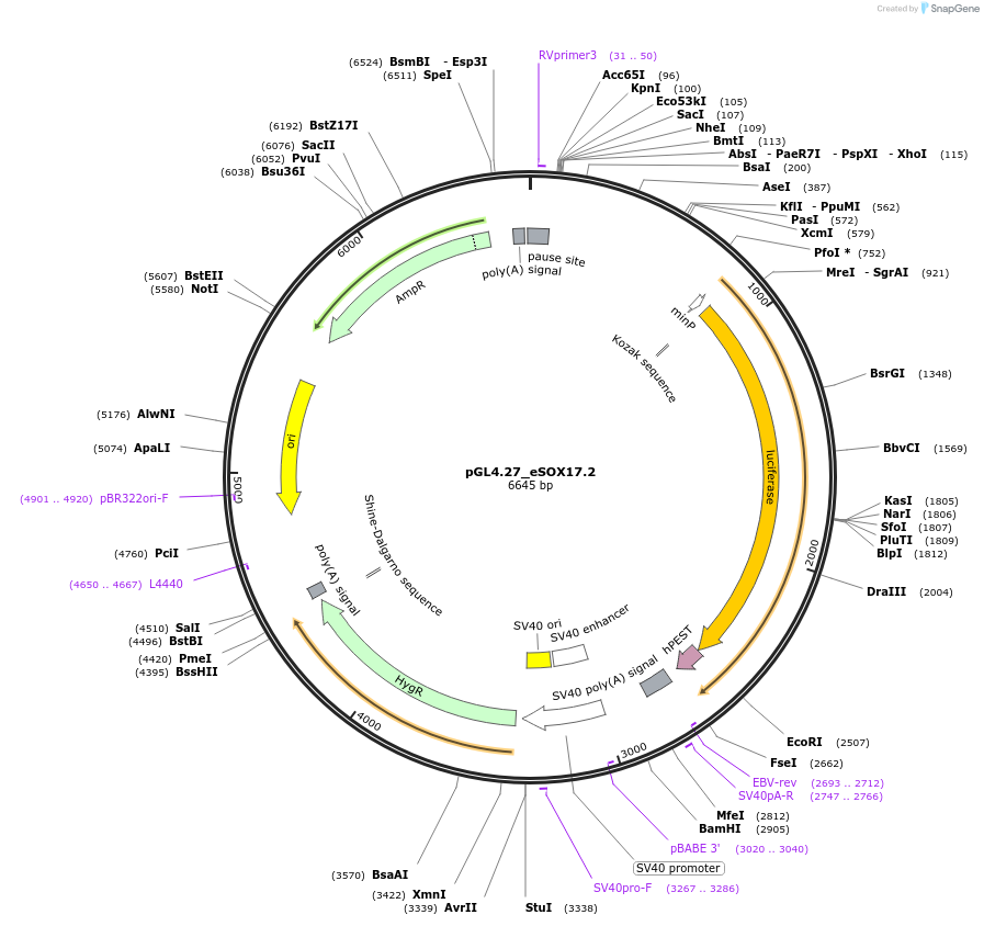 195499-plasmid-map-sequence-id-383246