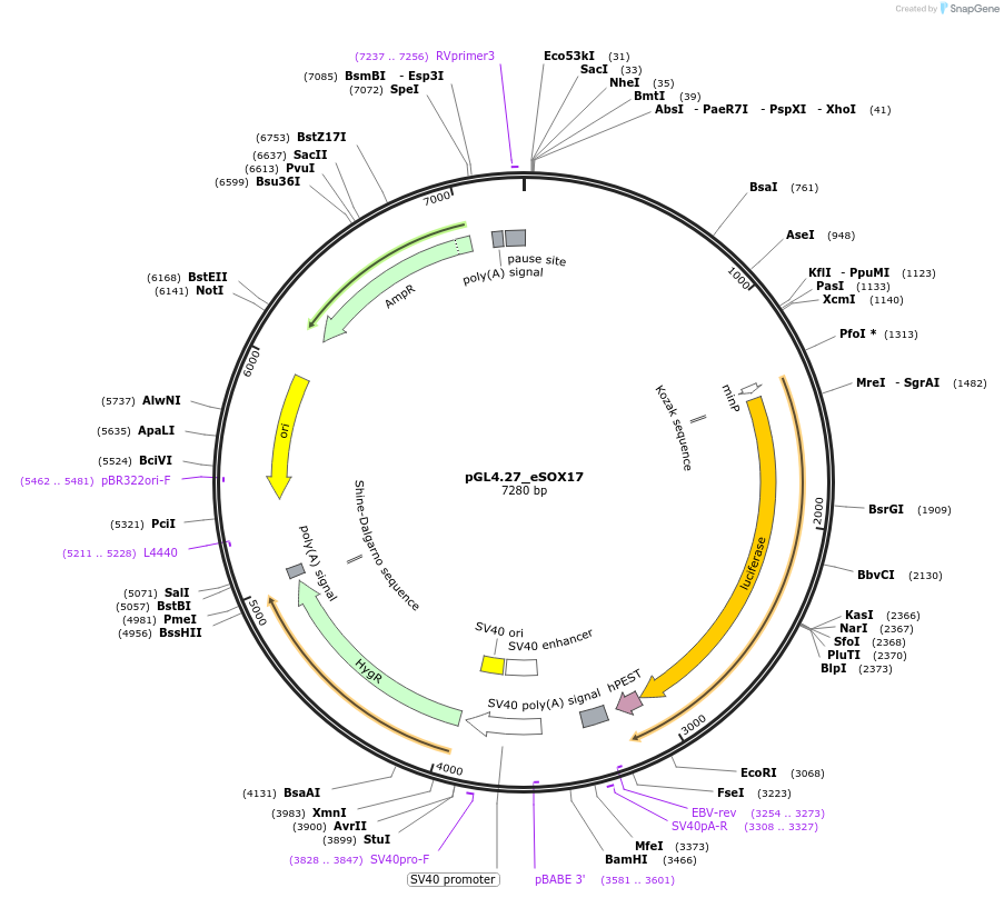 195498-plasmid-map-sequence-id-383248
