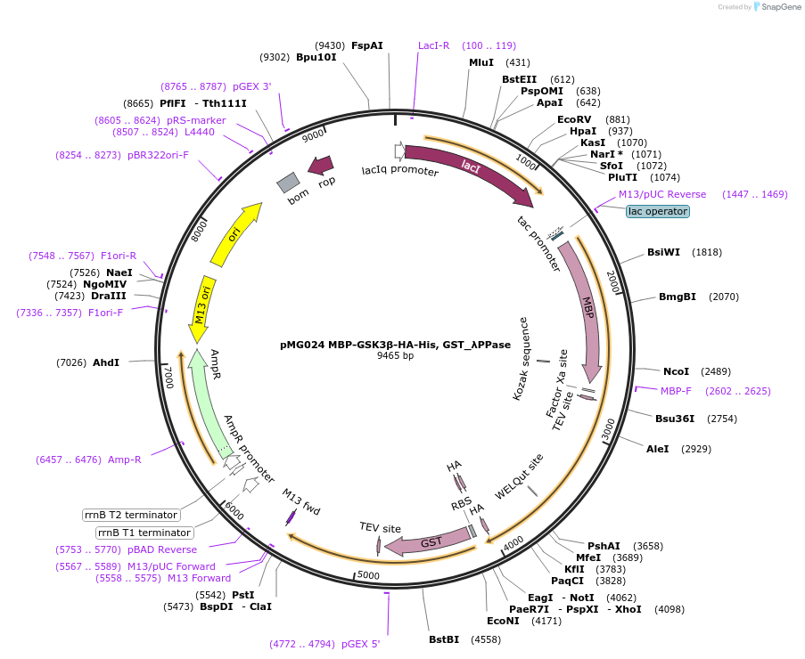 196182-plasmid-map-sequence-id-383259