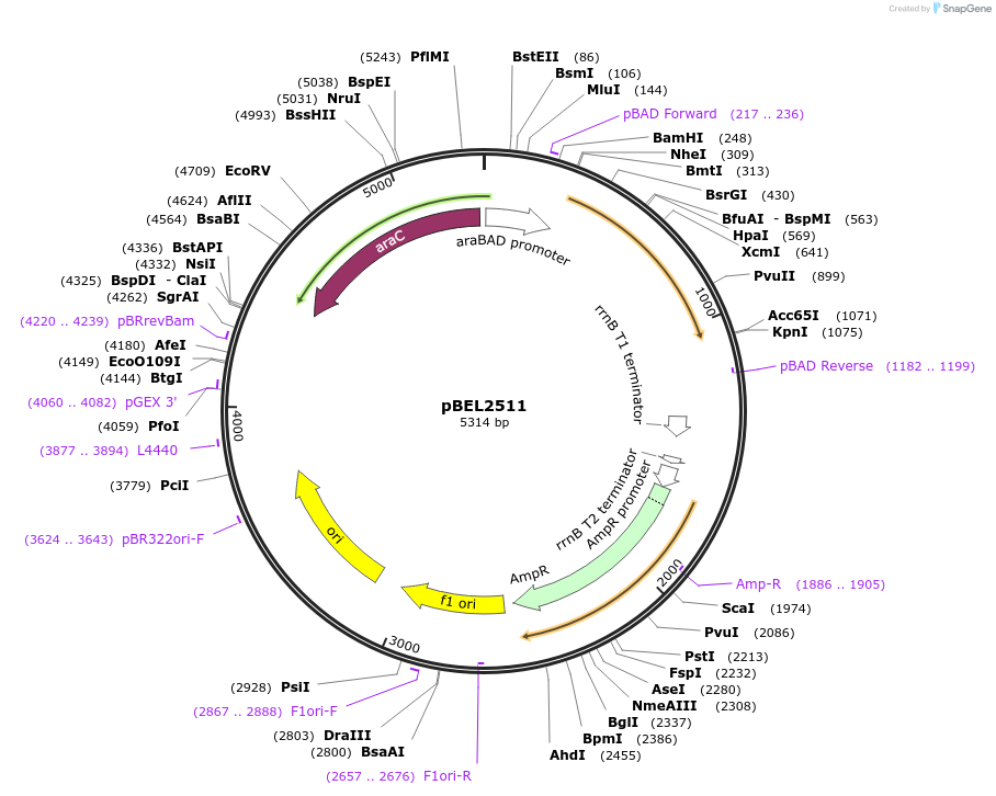 195625-plasmid-map-sequence-id-383631