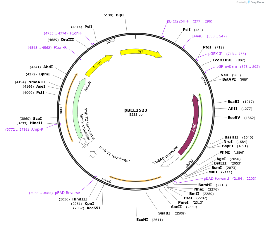 195645-plasmid-map-sequence-id-383633