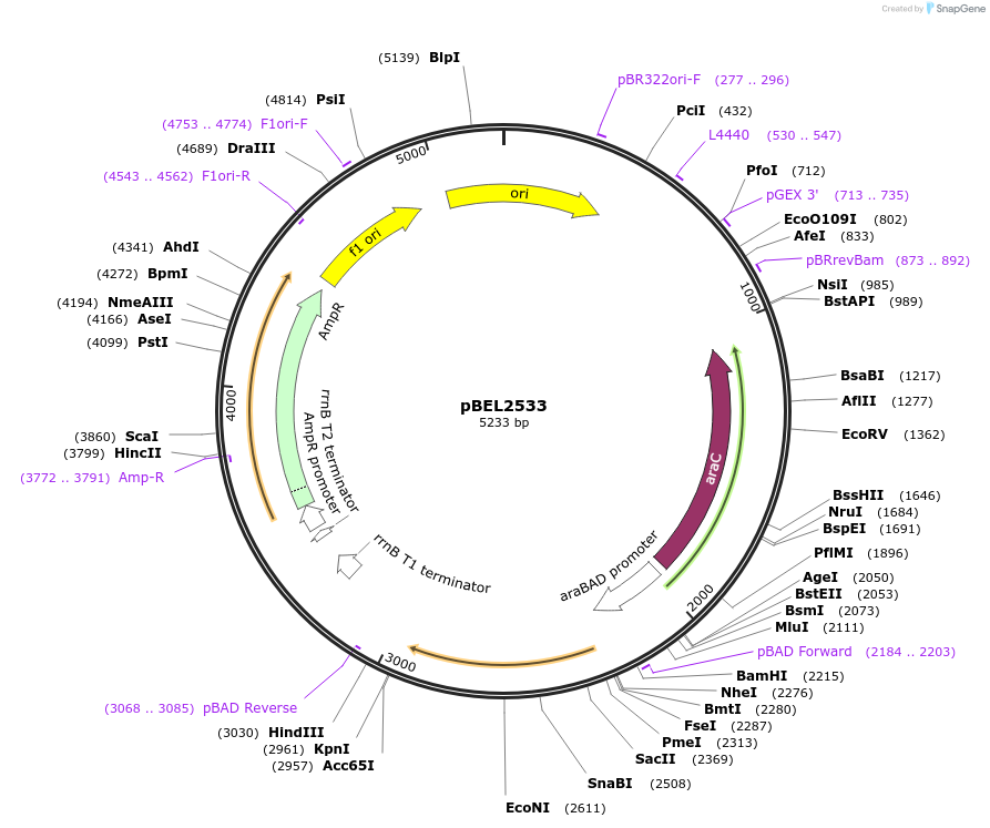 195654-plasmid-map-sequence-id-383643