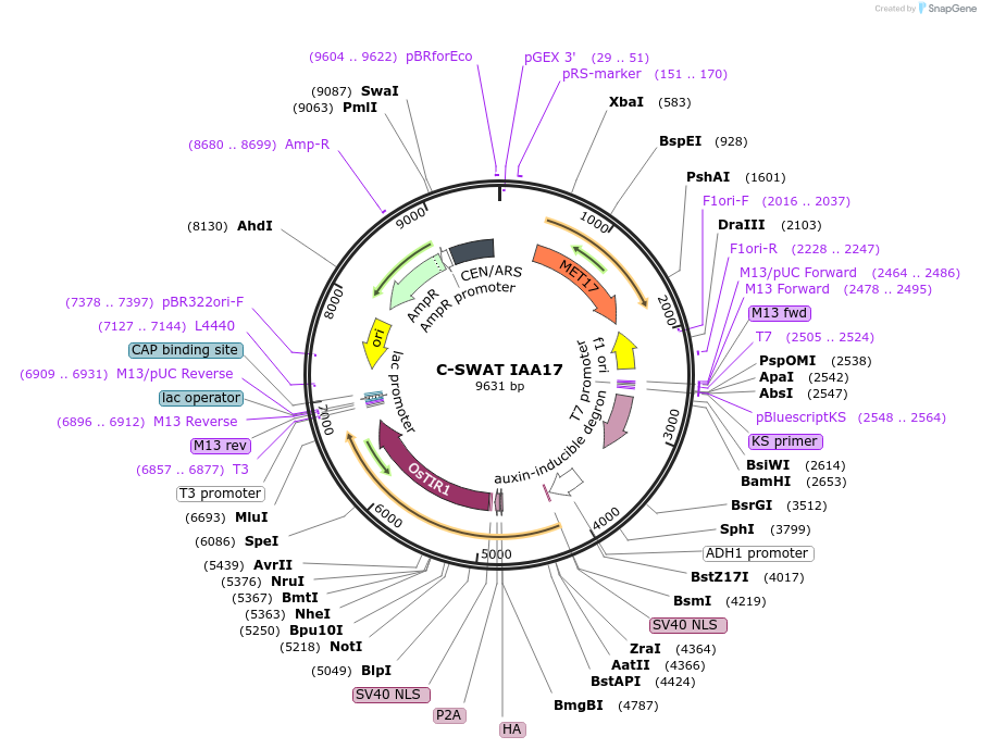 193319-plasmid-map-sequence-id-383646