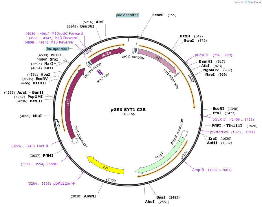 195711-plasmid-map-sequence-id-383650