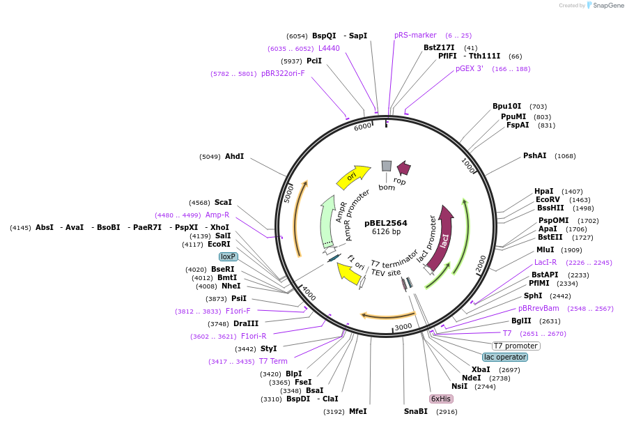 195679-plasmid-map-sequence-id-383651