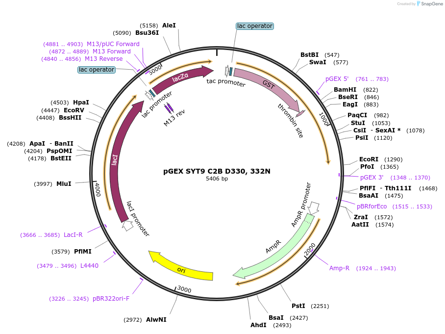 195705-plasmid-map-sequence-id-383653