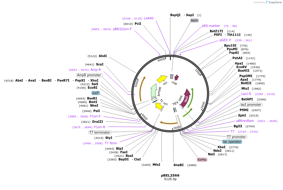 195681-plasmid-map-sequence-id-383654