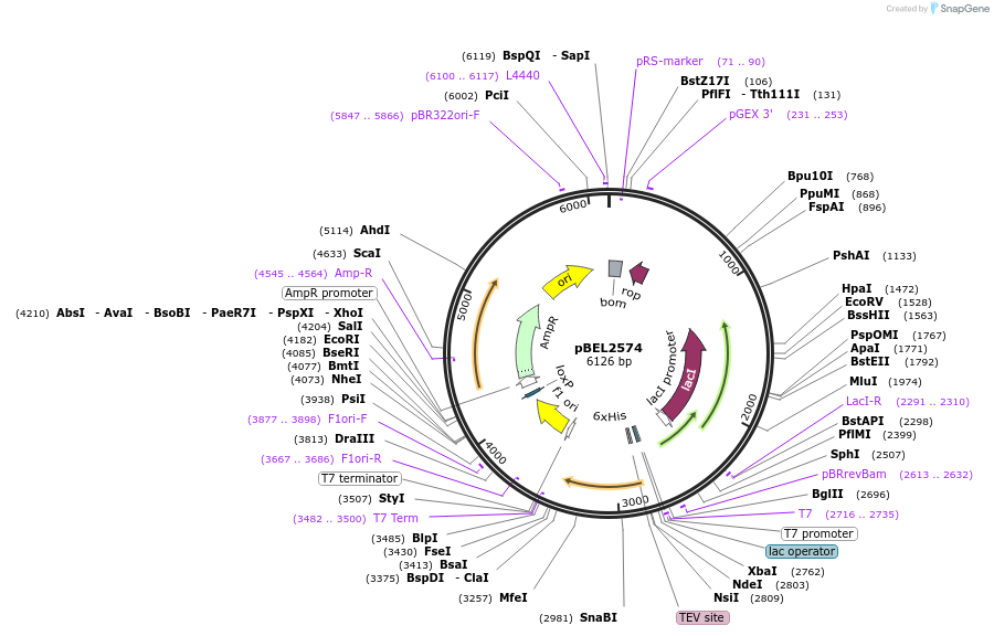 195685-plasmid-map-sequence-id-383656