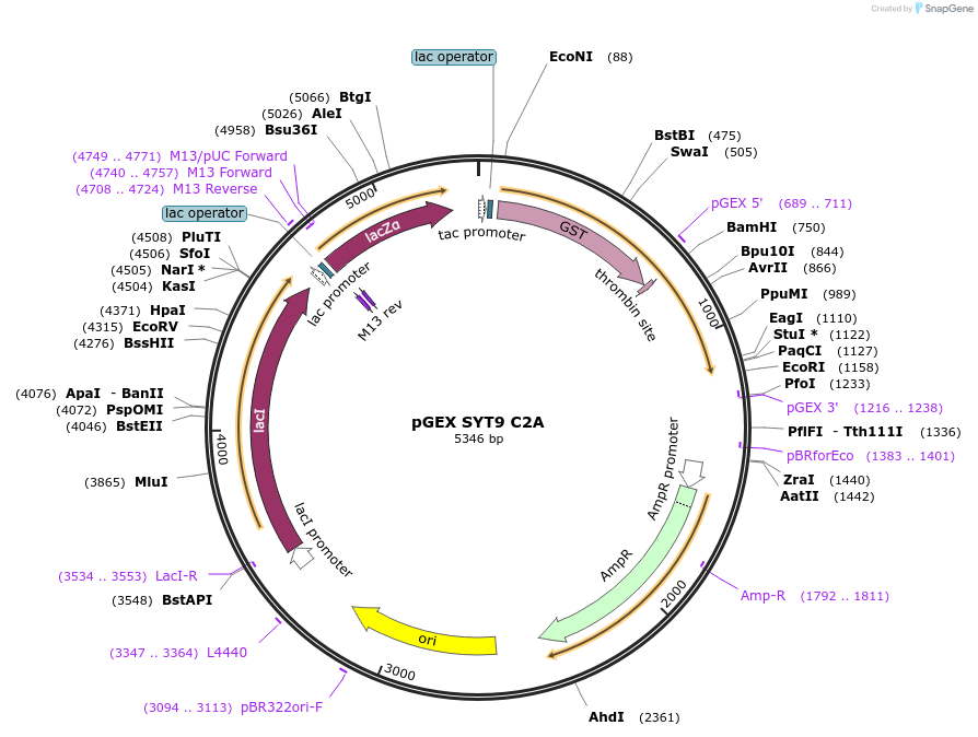 195707-plasmid-map-sequence-id-383657