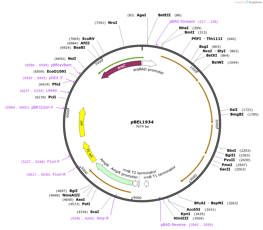 195696-plasmid-map-sequence-id-383659