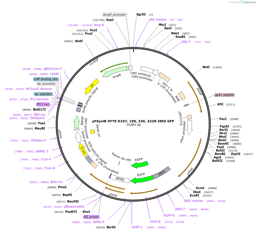 195703-plasmid-map-sequence-id-383663